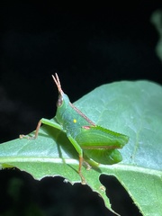 Plagiotriptus pinivorus