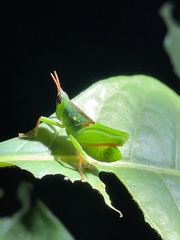 Plagiotriptus pinivorus