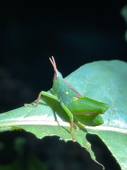 Plagiotriptus pinivorus