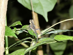 Anolis planiceps