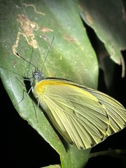 Mylothris