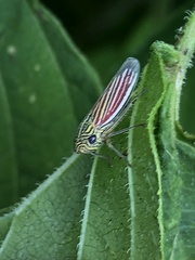 Apogonalia fraterna