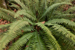 Polystichum munitum