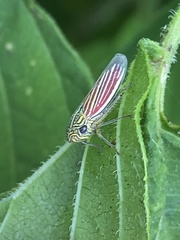 Apogonalia fraterna