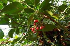 Ilex aquifolium
