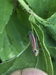 Apogonalia fraterna