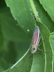 Apogonalia fraterna