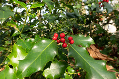 Ilex aquifolium