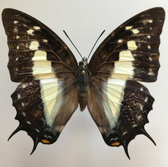 Polyura jupiter