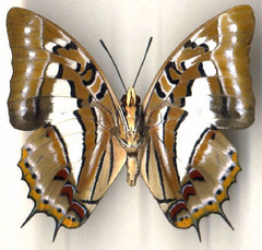 Polyura jupiter