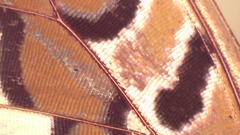 Polyura jupiter
