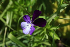 Viola disjuncta