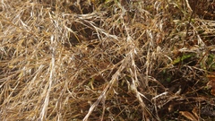 Muhlenbergia bushii