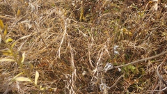 Muhlenbergia bushii