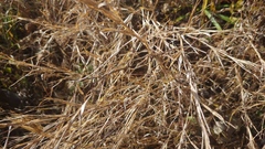 Muhlenbergia bushii