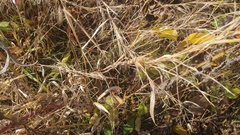 Muhlenbergia bushii