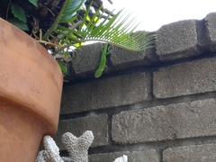 Anolis carolinensis