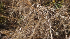 Muhlenbergia bushii