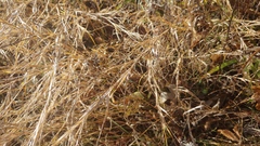 Muhlenbergia bushii