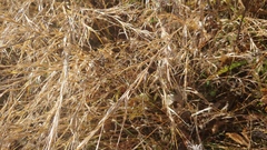 Muhlenbergia bushii