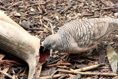 Geopelia placida placida