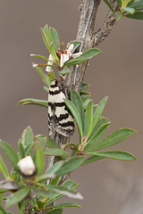 Philobota impletella