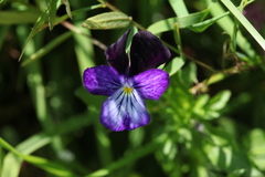 Viola disjuncta