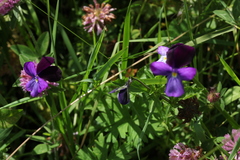 Viola disjuncta