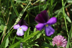 Viola disjuncta
