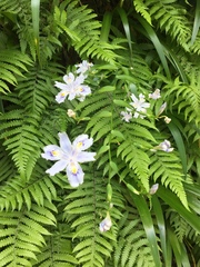 Iris japonica
