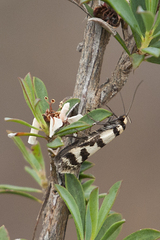 Philobota impletella