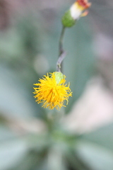 Gynura divaricata