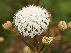 Trachymene composita composita