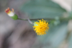 Gynura divaricata