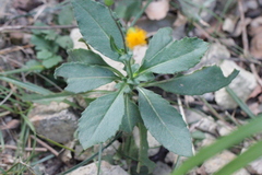 Gynura divaricata
