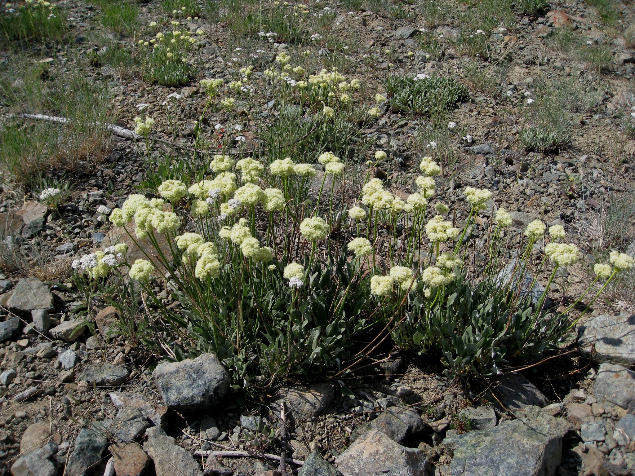 Eriogonum compositum