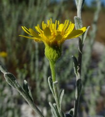 Chrysopsis floridana