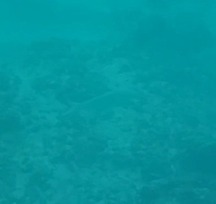 Mulloidichthys flavolineatus