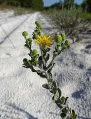Chrysopsis floridana