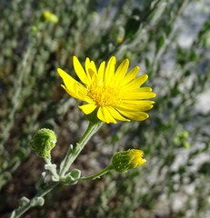 Chrysopsis floridana