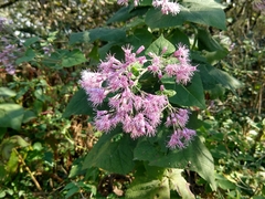 Peteravenia malvifolia