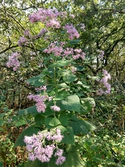 Peteravenia malvifolia