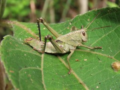 Agriacris jucunda