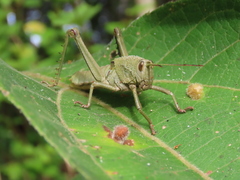 Agriacris jucunda