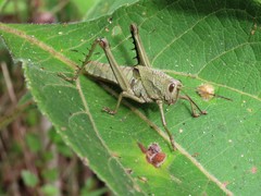 Agriacris jucunda