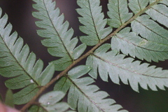 Arachniodes chinensis