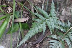 Arachniodes chinensis