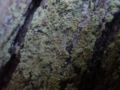 Lecanora helva