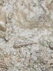 Periophthalmus modestus