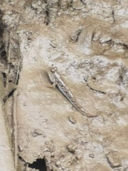 Periophthalmus modestus